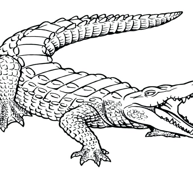 678x600 Alligator Coloring Page Inspiring Alligator Coloring Page