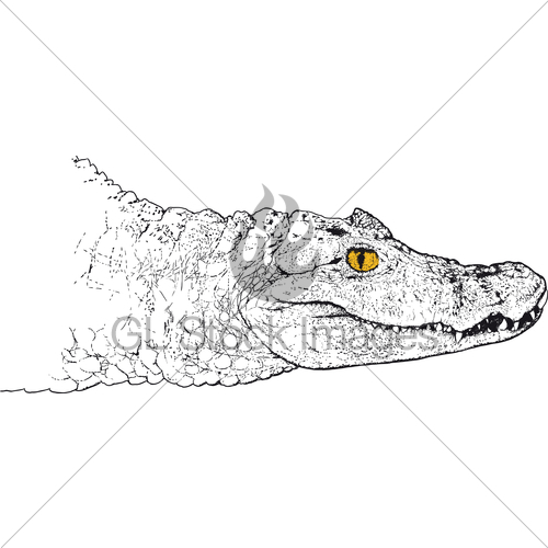 500x500 Crocodile Head Gl Stock Images