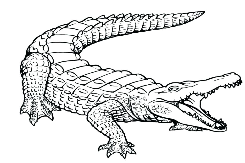 1024x682 Florida Gators Coloring Pages Gator Coloring Pages Alligator
