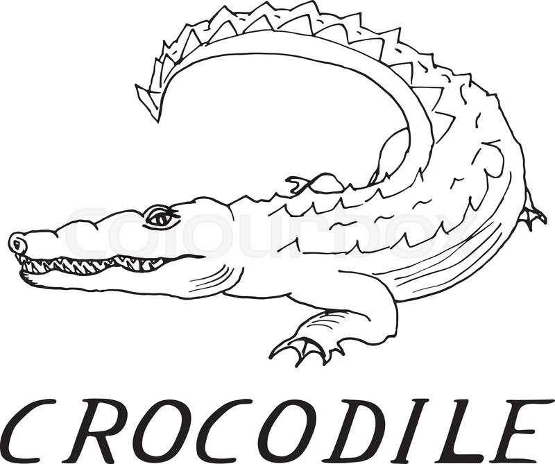 800x669 Hand Draw A Crocodile Style Sketch On A Black And White Background