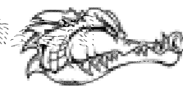 595x304 Alligator, Skull, Reptile, Head, Crocodile, Line, Wild, Swamp