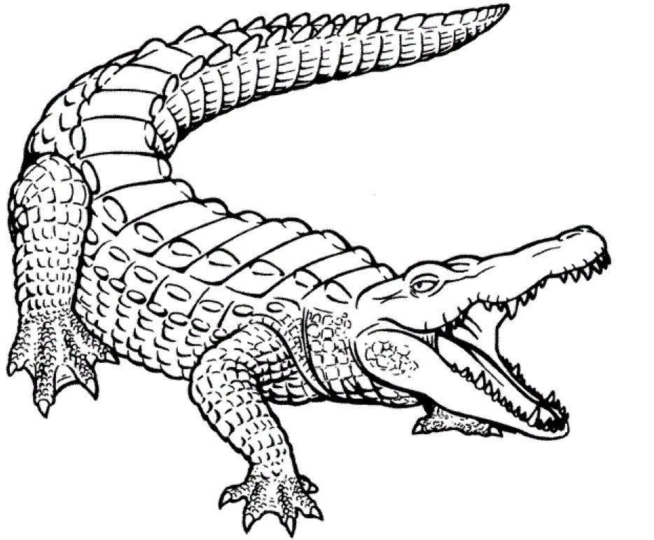 934x771 Printable Crocodile Coloring Pages For Kids Projects To Try