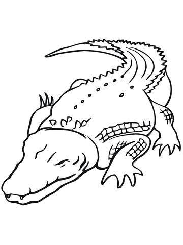 360x480 Australian Saltwater Crocodile Coloring Page Free Printable