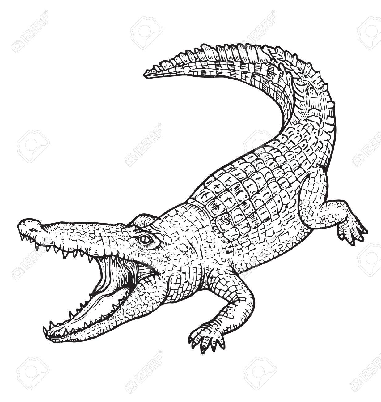 1233x1300 Crocodile Royalty Free Cliparts, Vectors, And Stock Illustration