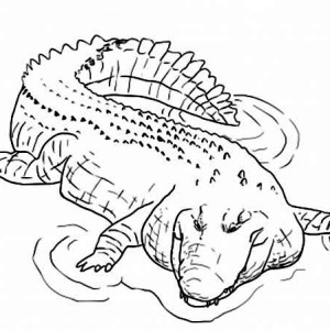 300x300 Online Free Coloring Pages For Kids