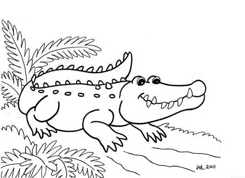 480x349 Alligator Coloring Pages For Kids Image Alligators
