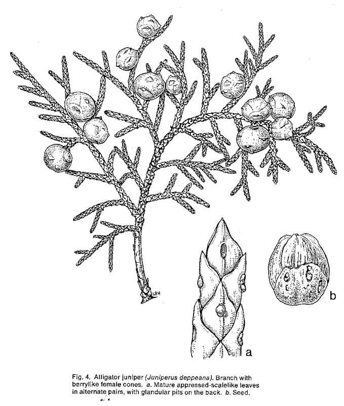 679x801 Alligator Juniper Line Drawing