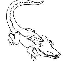 220x220 Alligator Coloring Pages