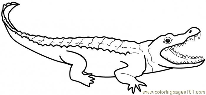 700x325 Alligators Coloring Page