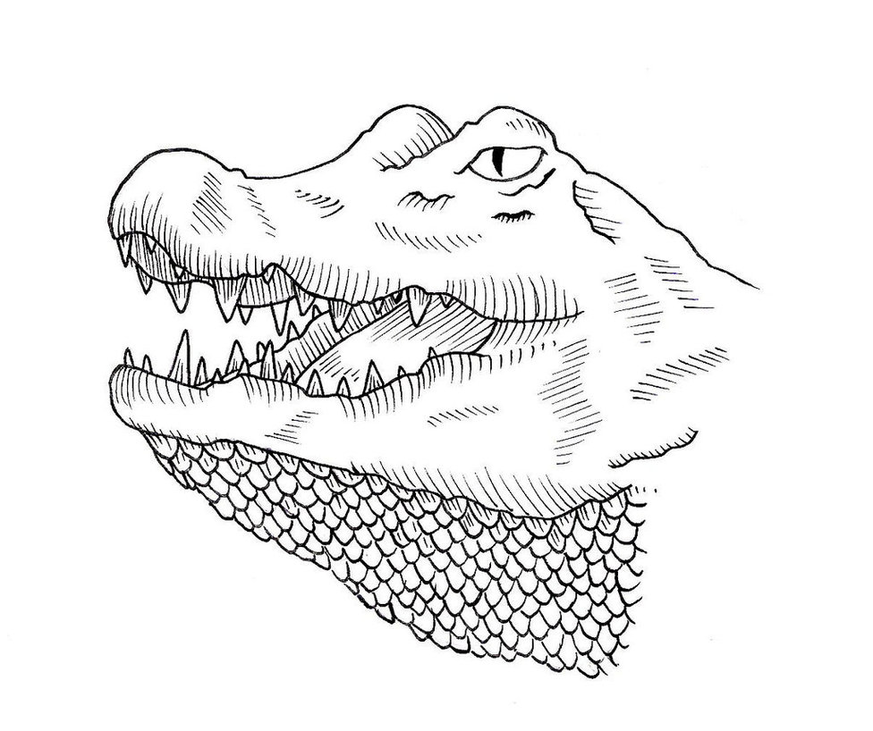 976x818 Antique Alligator Tattoo Design By Jim Cacciabando Jr