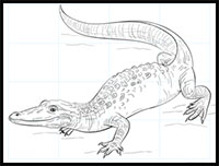 200x152 How To Draw Crocodiles Amp Alligators Drawing Tutorials Amp Drawing