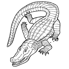 Alligator Line Drawing at GetDrawings | Free download