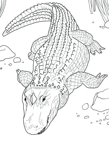 360x480 Alligator Coloring Book And 88