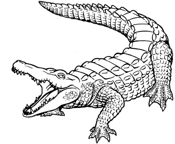 600x495 Crocodile Line Drawing
