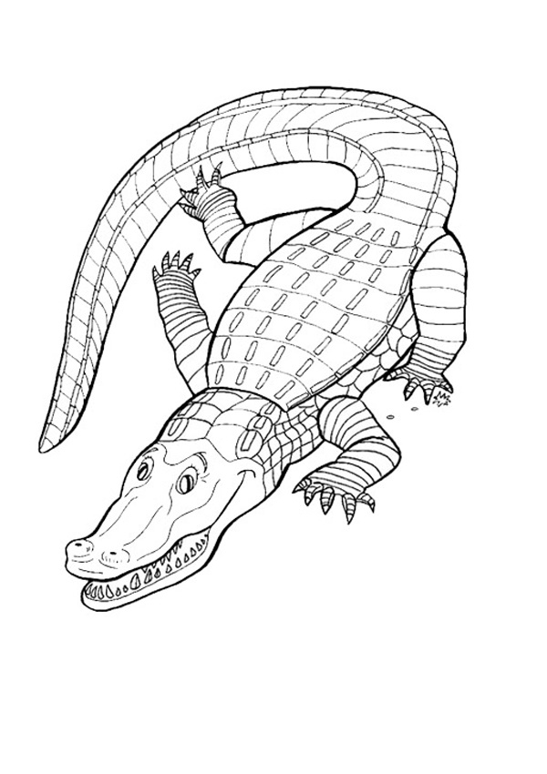 600x850 Crocodile Colouring Page Activities Kidspot