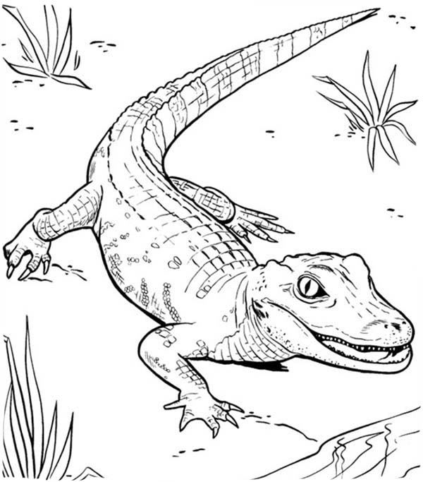 600x683 Drawn Crocodile Colouring