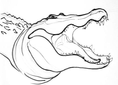 472x340 Learn How To Draw A Crocodile