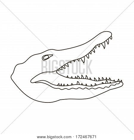 450x470 Caiman Images, Illustrations, Vectors