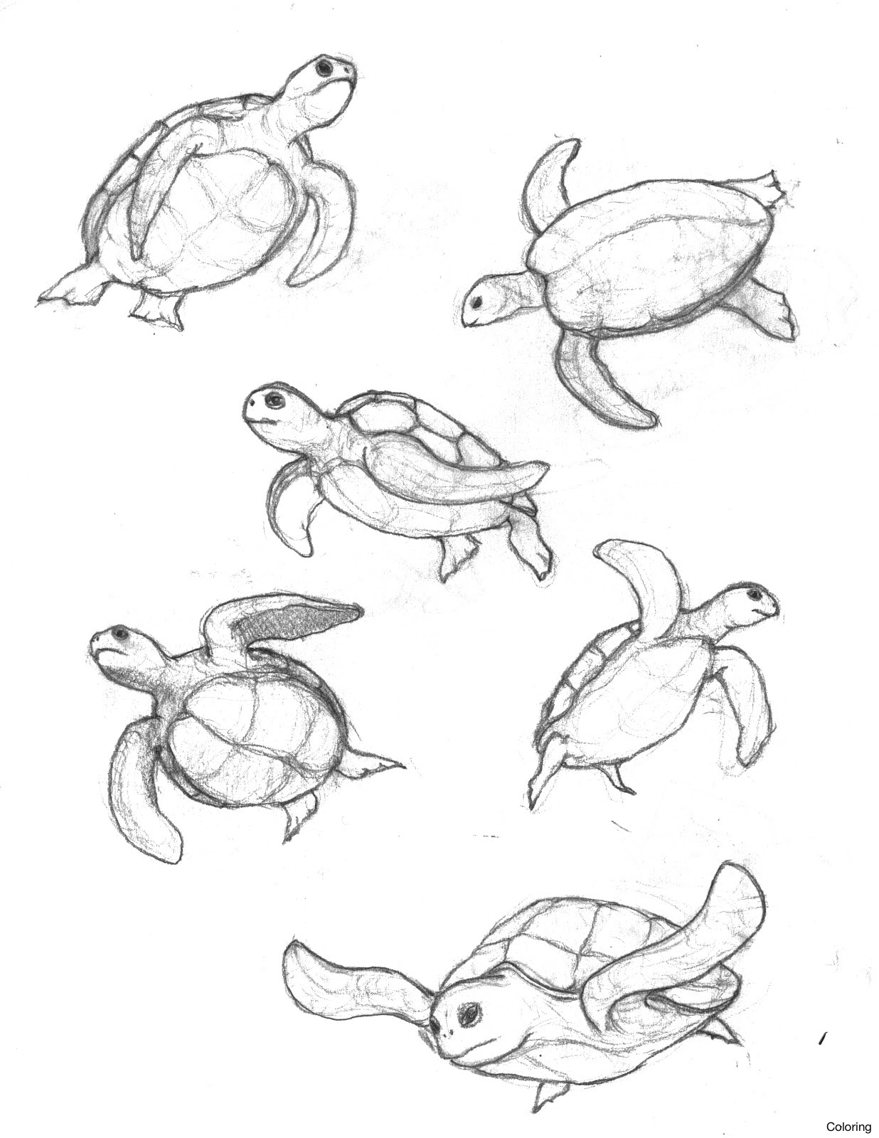 1236x1600 How To Draw An Eastern Box Turtle Step By Turtles Coloring 19f