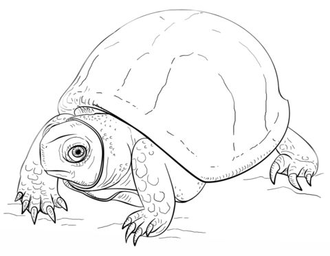 480x372 Ornate Box Turtle Coloring Page Free Printable Coloring Pages