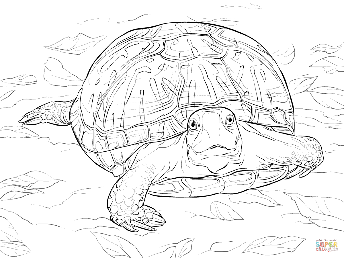 1200x900 Snapping Turtle Color Page Coloring Page For Kids