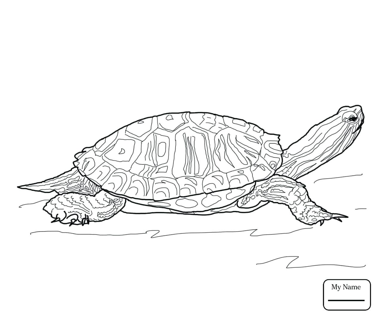 Alligator Snapping Turtle Drawing at GetDrawings | Free download