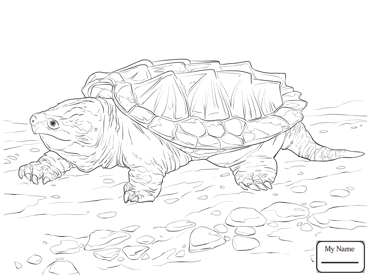 1224x918 Coloring Pages For Kids Alligator Snapping Turtle Terrapin