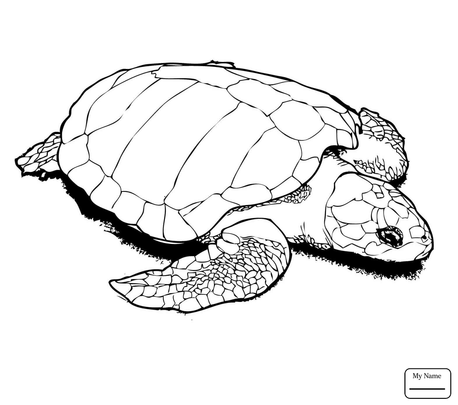 1571x1391 Coloring Pages Reptiles Alligator Snapping Turtle Turtles
