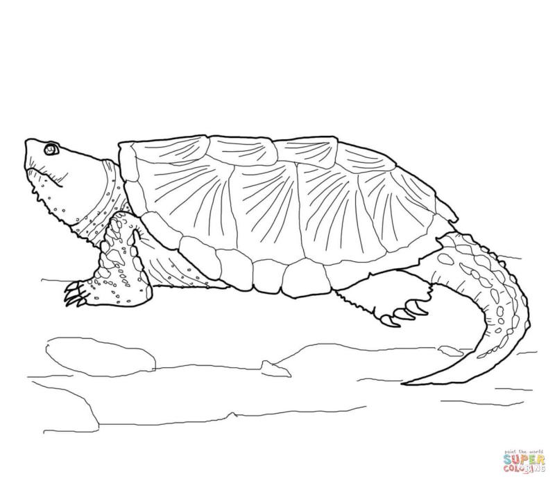 800x697 Snapping Turtle Clipart