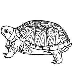 Alligator Snapping Turtle Drawing at GetDrawings | Free download