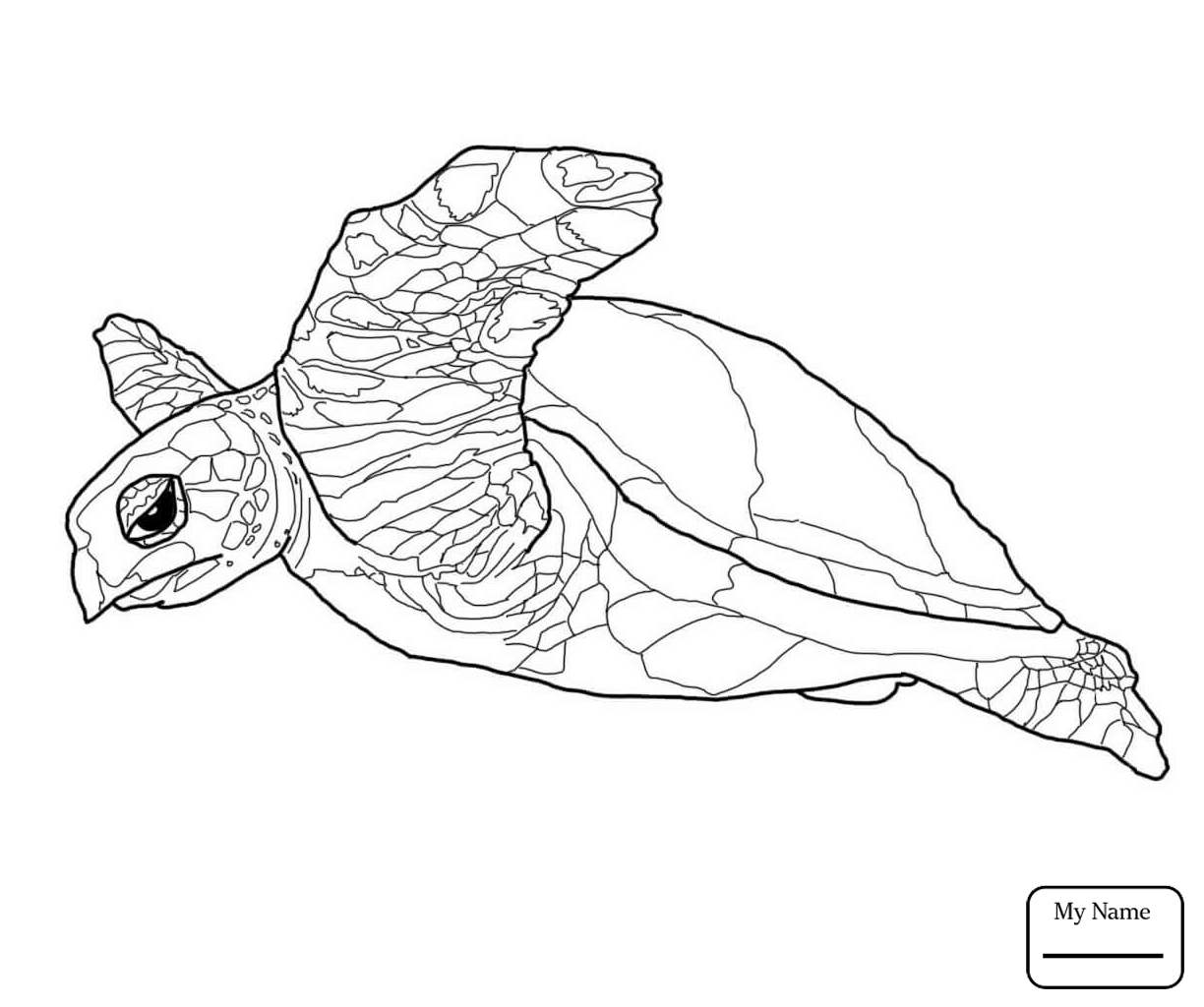 1224x1024 Turtles Hawaiian Green Sea Turtle Reptiles Coloring Pages For Kids