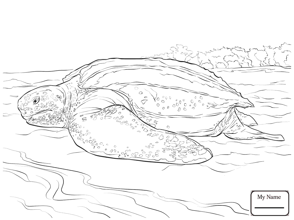 1224x918 Turtles Reptiles Realistic Common Snapping Turtle Coloring Pages