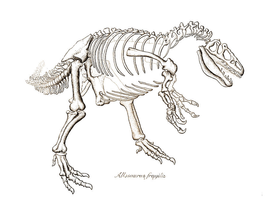 Allosaurus Drawing at GetDrawings | Free download