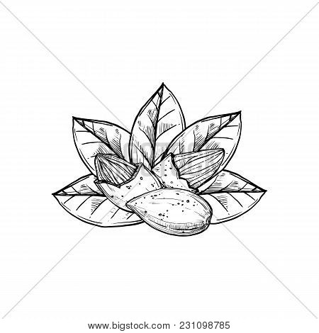 450x470 Almond Images, Illustrations, Vectors