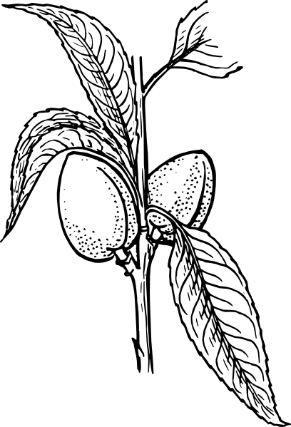 408x599 Almond Plant Clip Art Free Vector 4vector