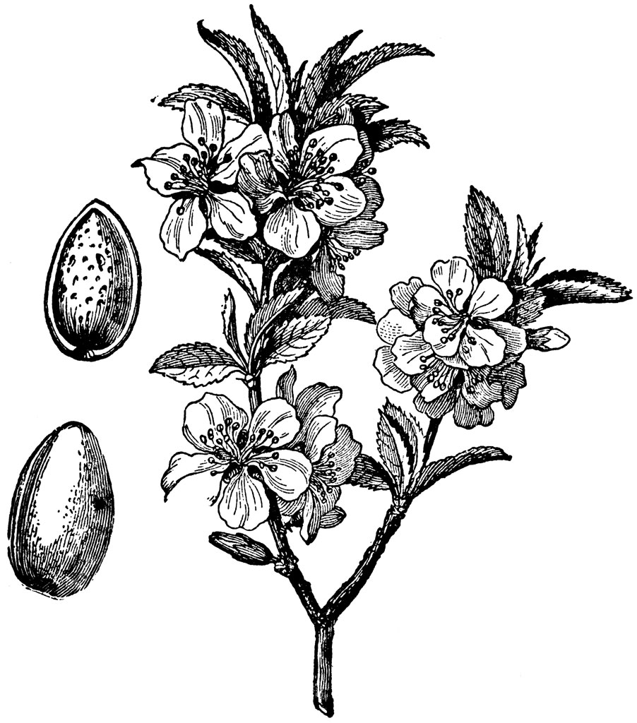 902x1024 Almond Sweet Carrier Oil