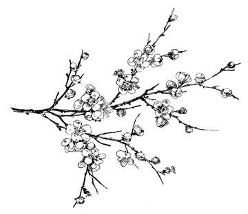 360x312 Almond Blossom Tattoos Almonds, Tattoo And Tatting