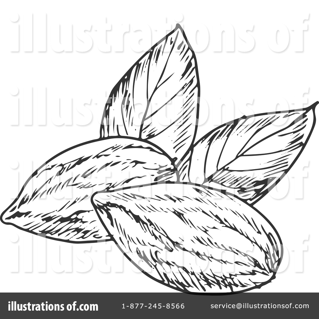 1024x1024 Almond Clipart Black And White