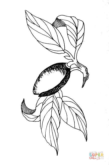 435x661 Almond Coloring Page Free Printable Coloring Pages