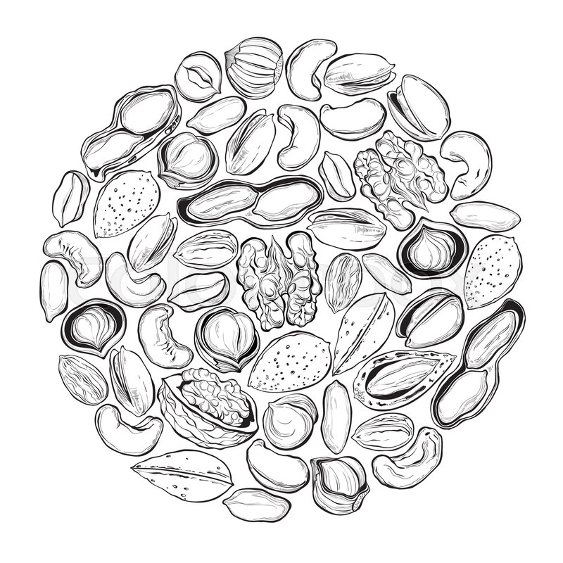 800x800 Nuts. Vector Illustration In The Circle. Sketch, Outline Drawing