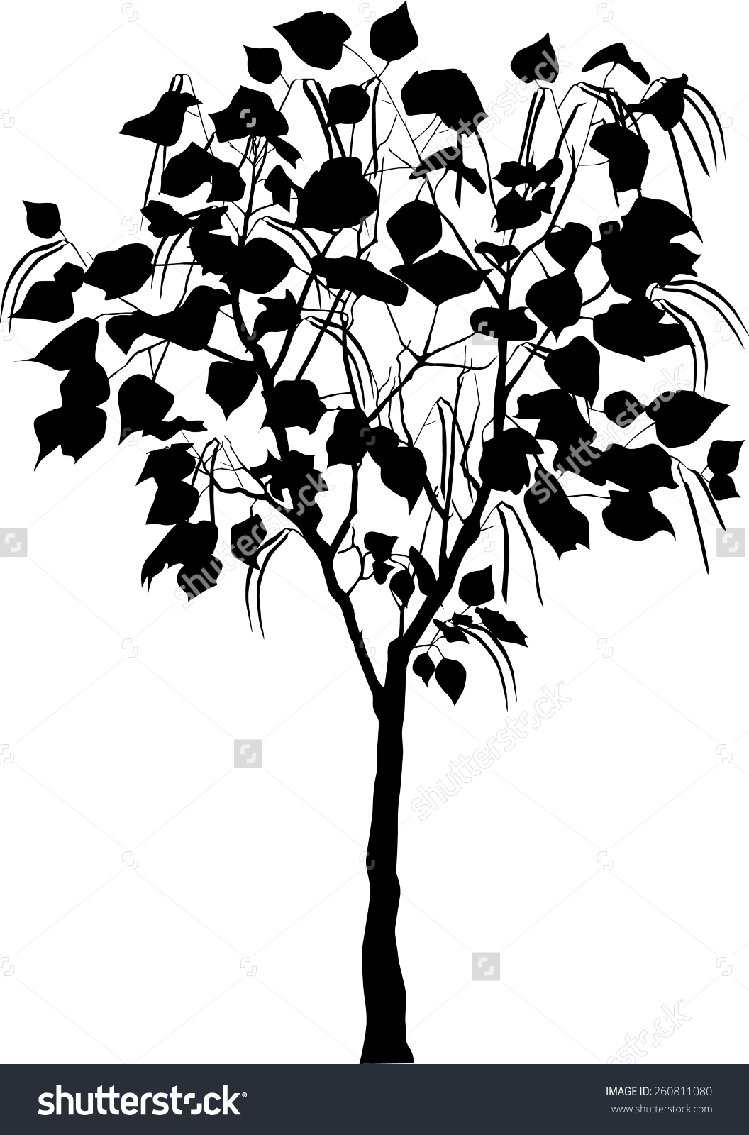 1056x1600 Catalpa Tree Clipart