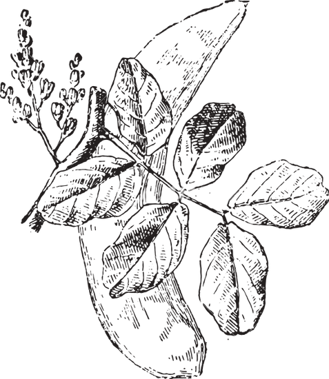 477x550 Halloween Tree Drawing