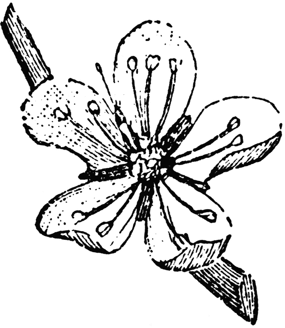 556x640 Almond Clipart Etc