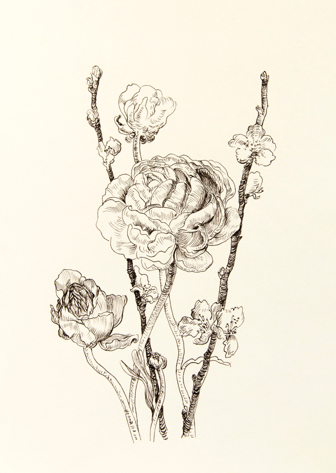1170x1647 Ranunculus And Sakura Drawing