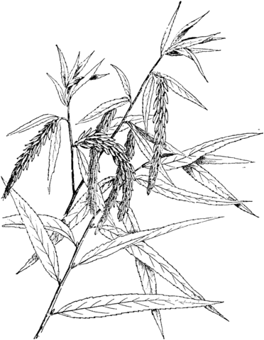 372x480 Weeping Willow Coloring Pages