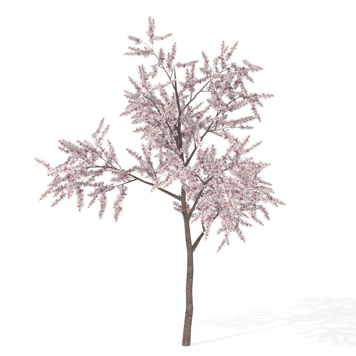 1150x1150 Xfrogplants Almond Tree 3d Model Cgtrader
