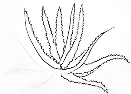 500x361 How To Draw Aloe