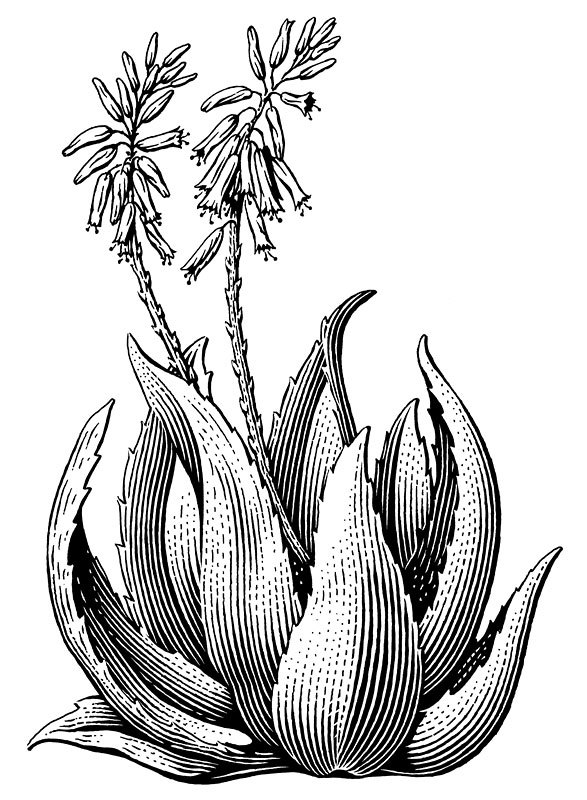 587x800 Aloe Plant