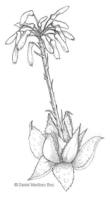 367x662 Properties Of Aloe Vera