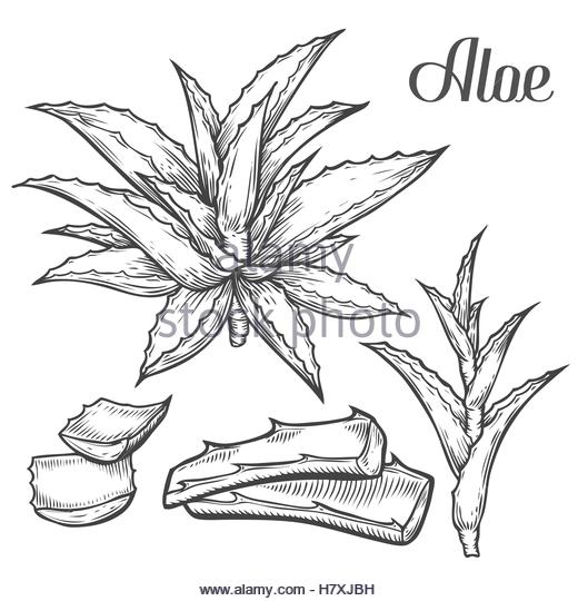 520x540 Aloe Vera Black And White Stock Photos Amp Images